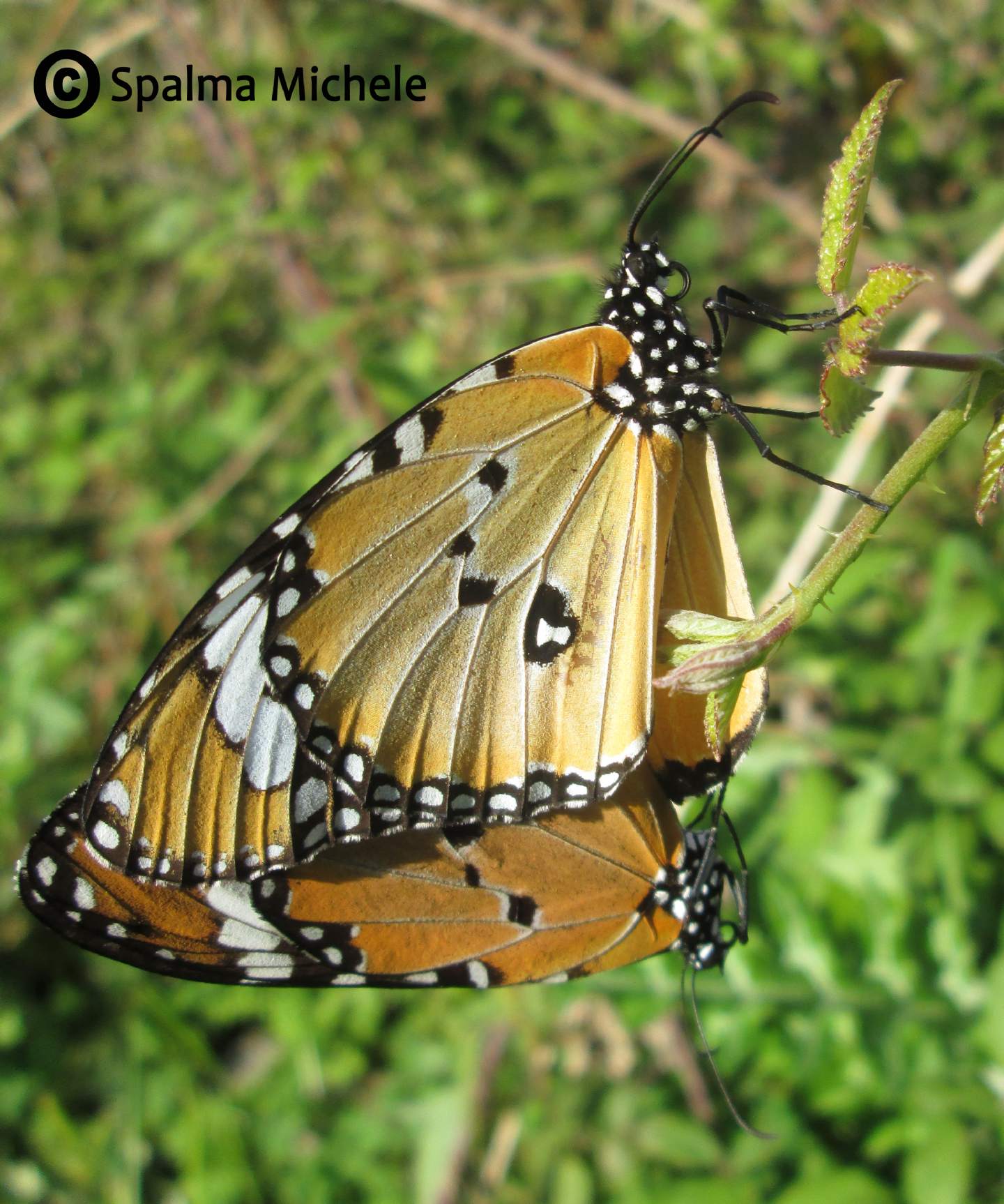 Monarca Africano(Danaus Chrysippus)- presenza in sicilia Nord a Carini (PA)